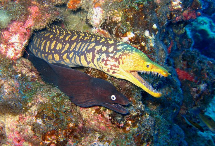 Belut Moray
